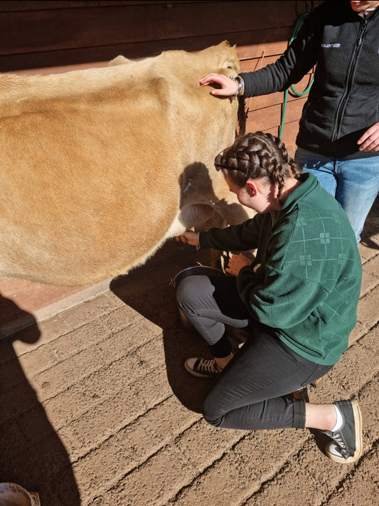 180. Milk a cow